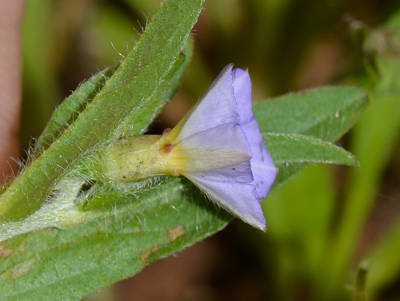 Изображение особи Convolvulus pentapetaloides.