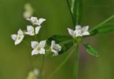Galium davuricum