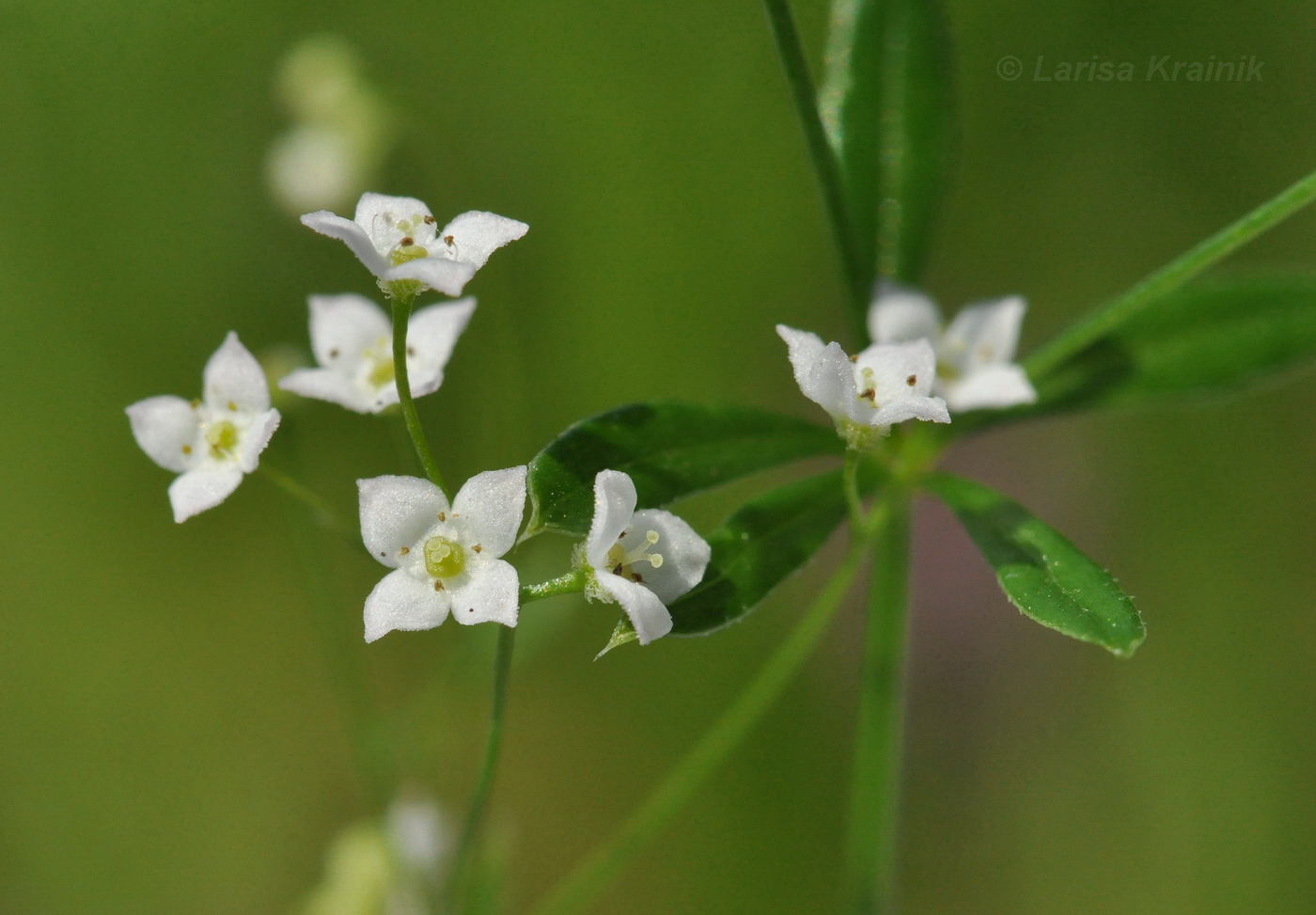 Изображение особи Galium davuricum.