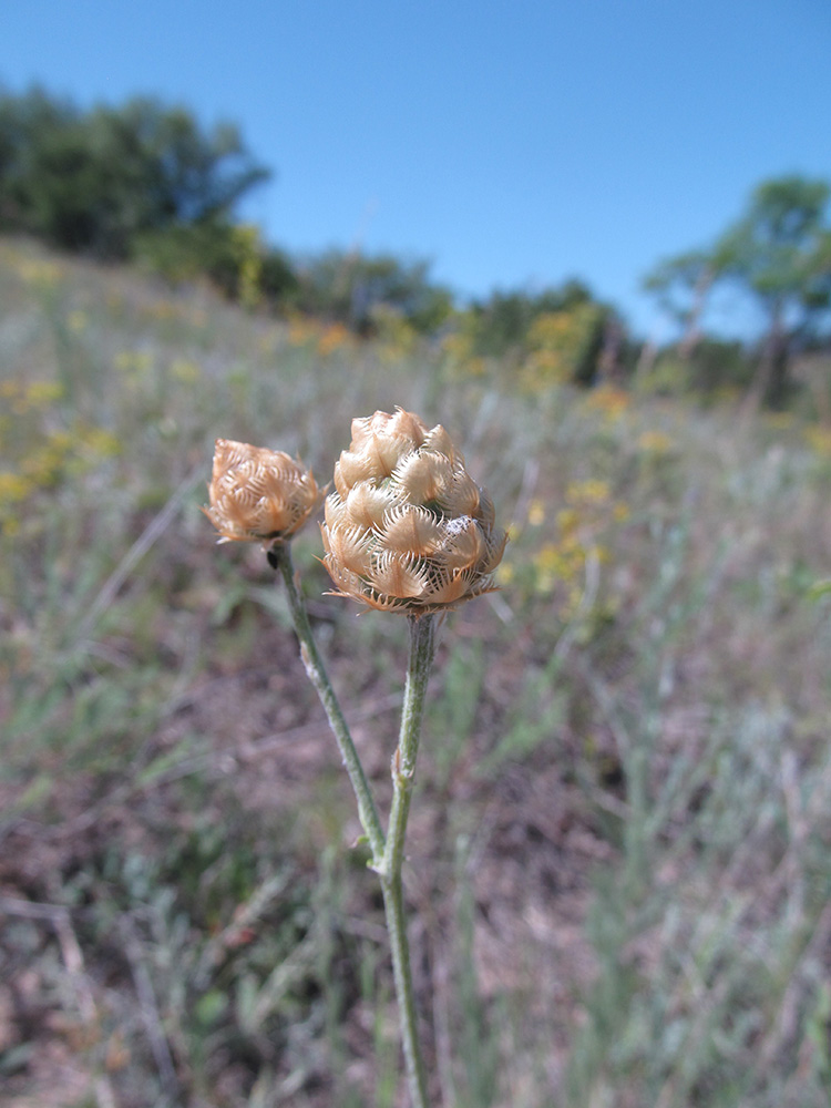 Image of Centaurea orientalis specimen.