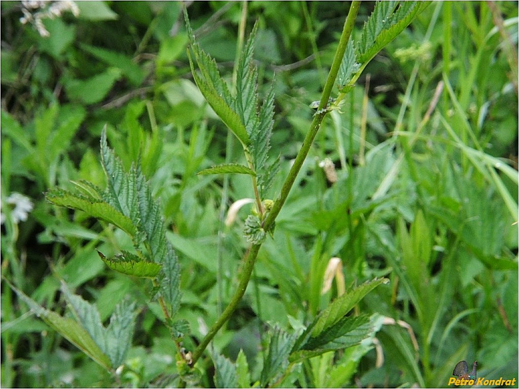 Изображение особи Filipendula ulmaria ssp. denudata.