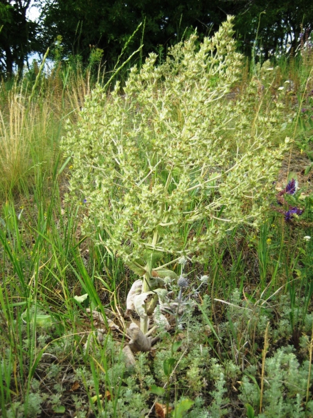 Изображение особи Salvia aethiopis.