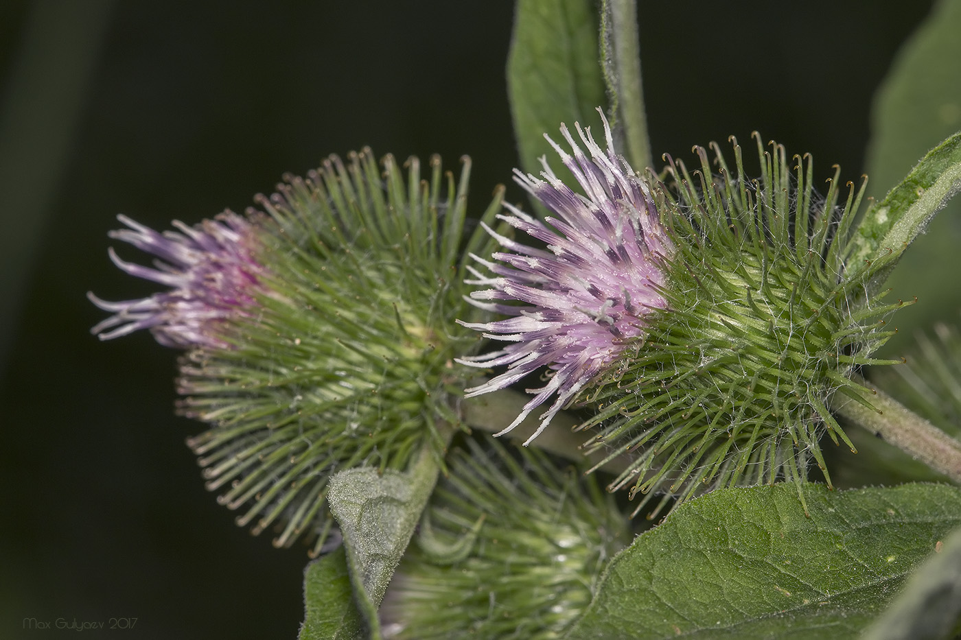 Image of Arctium minus specimen.