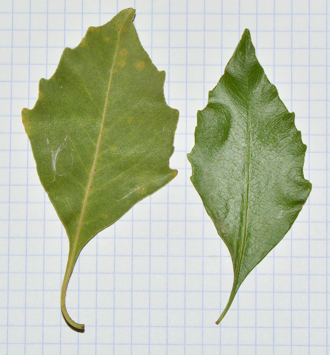 Image of Pittosporum rhombifolium specimen.