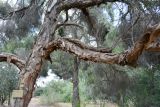 Melaleuca halmaturorum