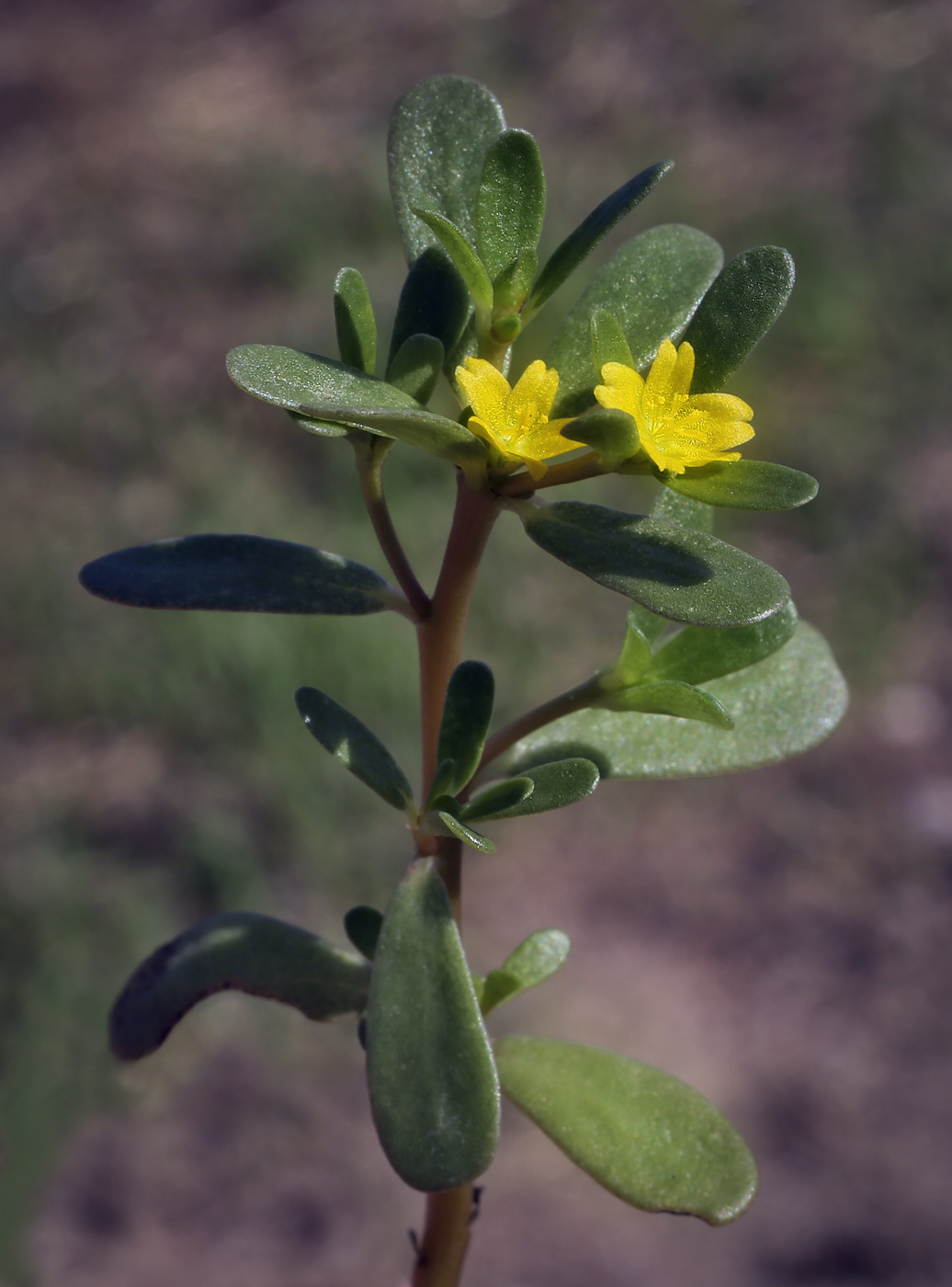 Изображение особи Portulaca oleracea.