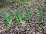 Iris hungarica