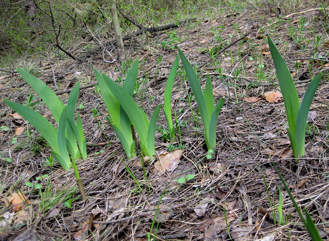 Image of Iris hungarica specimen.