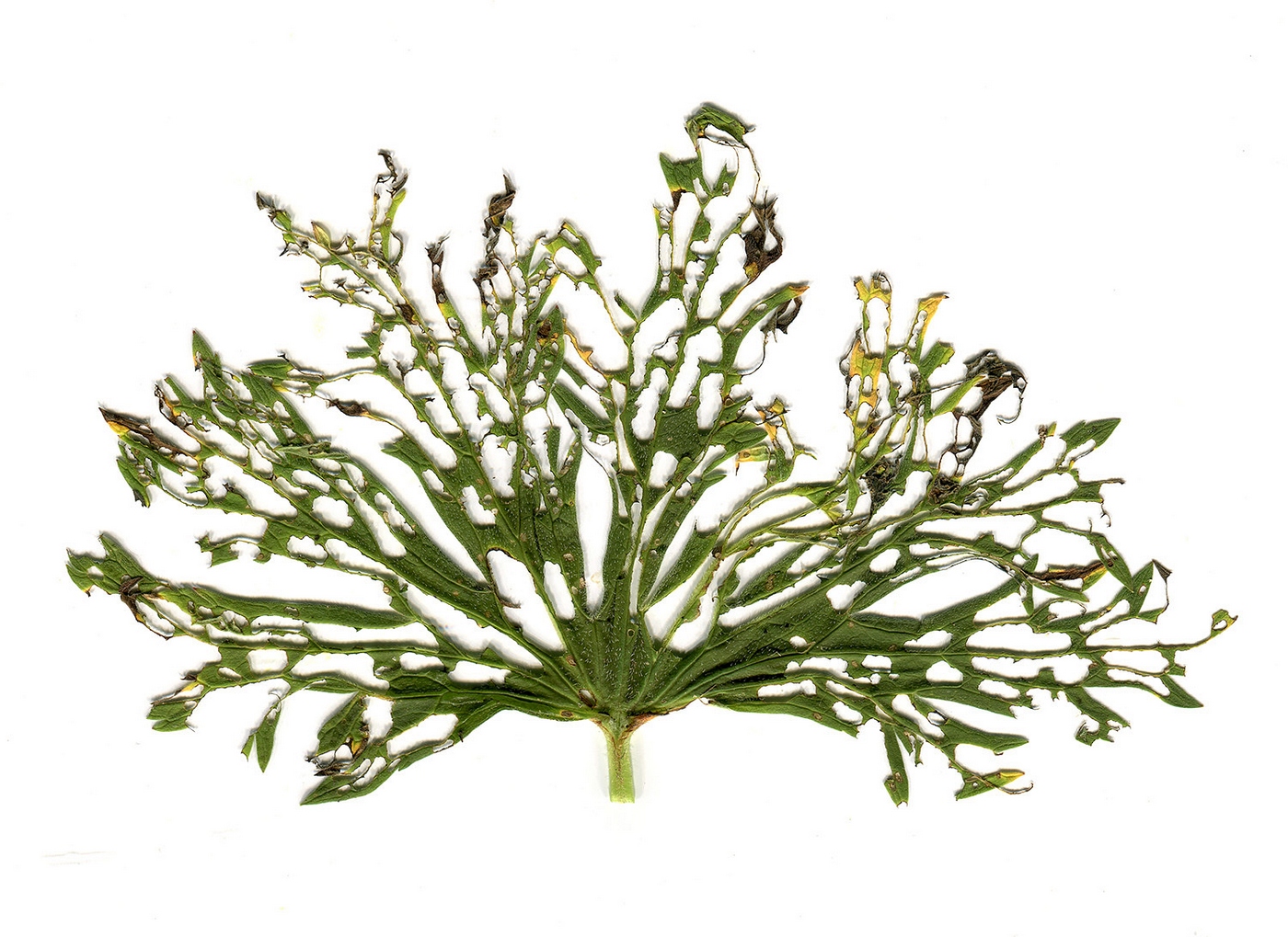 Image of Geranium pratense specimen.