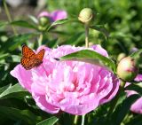 Paeonia lactiflora