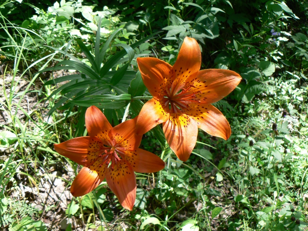 Изображение особи Lilium pensylvanicum.