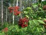 Sambucus sibirica. Верхушка побега с созревающими плодами. Свердловская обл., Североуральский городской округ, окр. пос. Крутой Лог, бывшая дер. Высотинка, смешанный лес, берег р. Вагран. 29.07.2017.