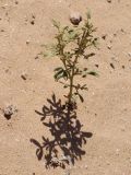 Cleome amblyocarpa