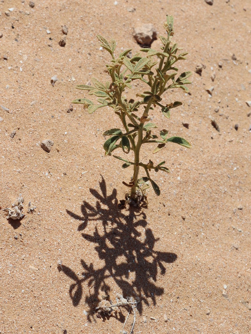 Image of Cleome amblyocarpa specimen.