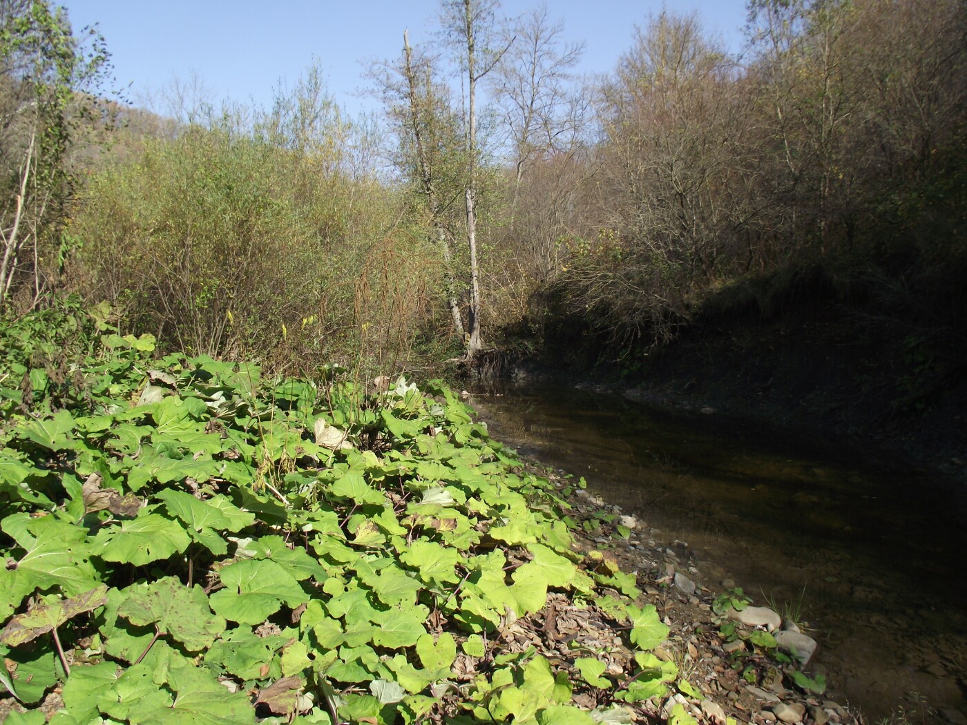 Изображение особи род Petasites.