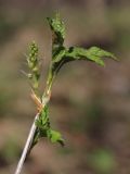 Ribes alpinum. Верхушка веточки с нераспустившимся соцветием и молодыми листьями. Санкт-Петербург, Дудергофские высоты, широколиственный лес. 03.05.2010.