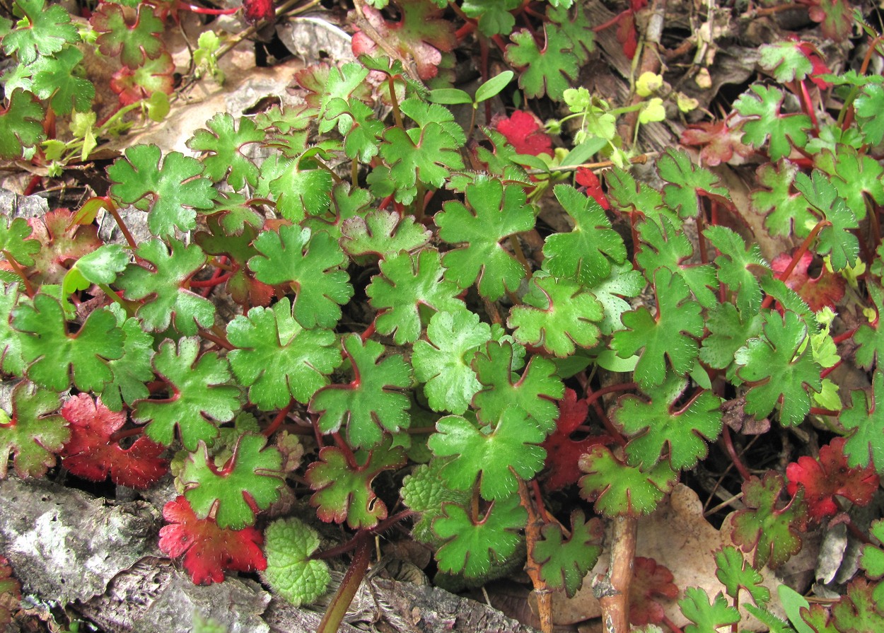 Image of Geranium lucidum specimen.