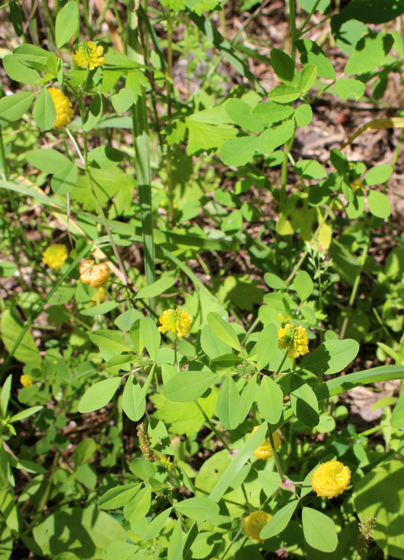 Изображение особи Trifolium campestre.