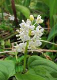 Maianthemum dilatatum