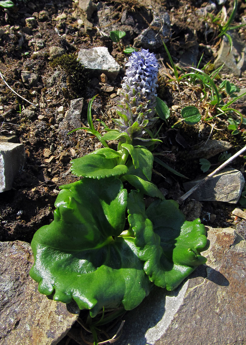 Изображение особи Lagotis glauca.