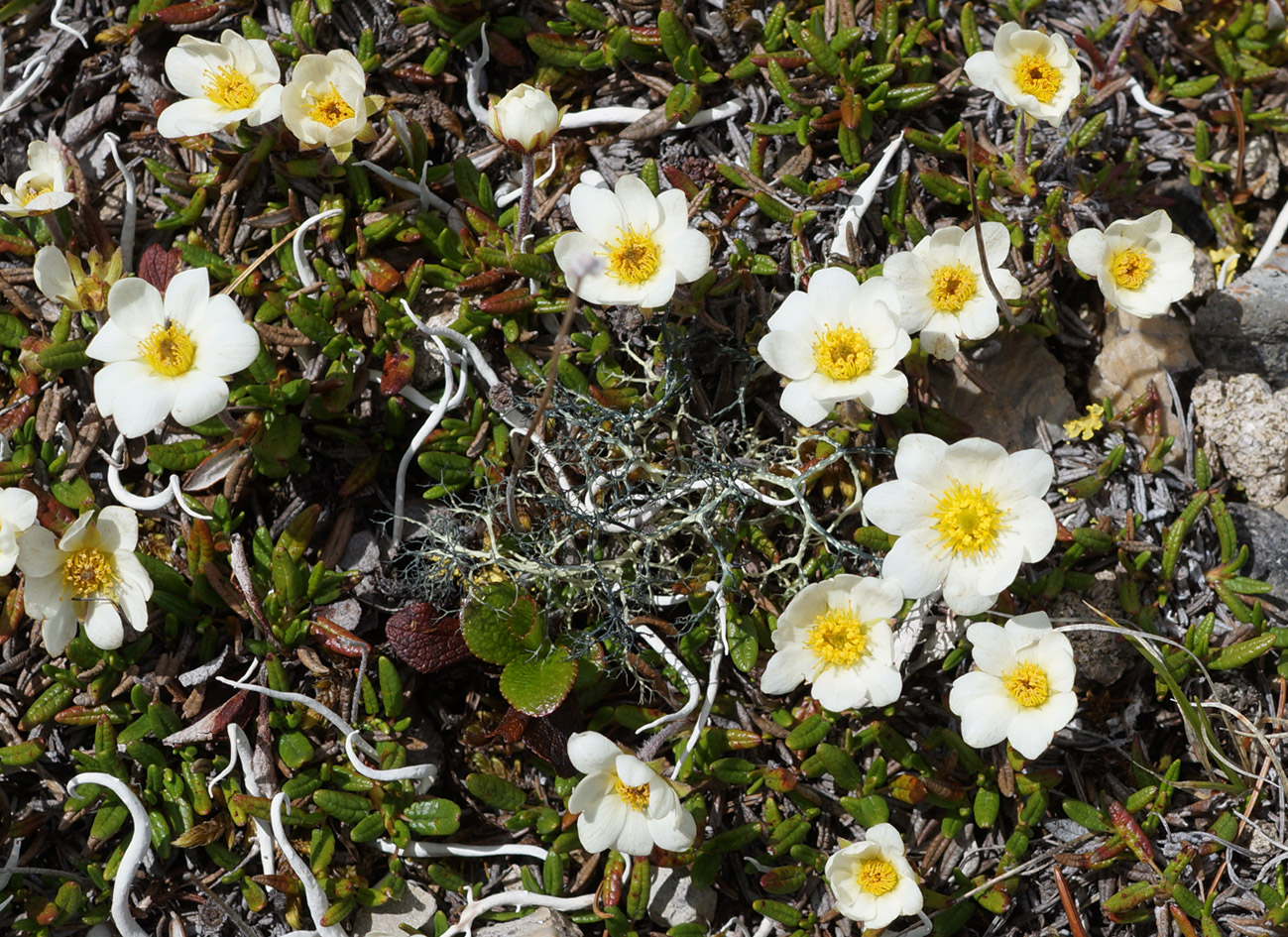 Изображение особи Dryas punctata.