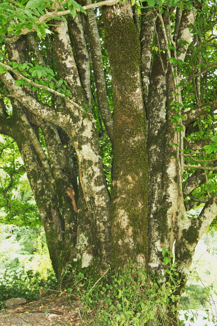 Image of Carpinus betulus specimen.