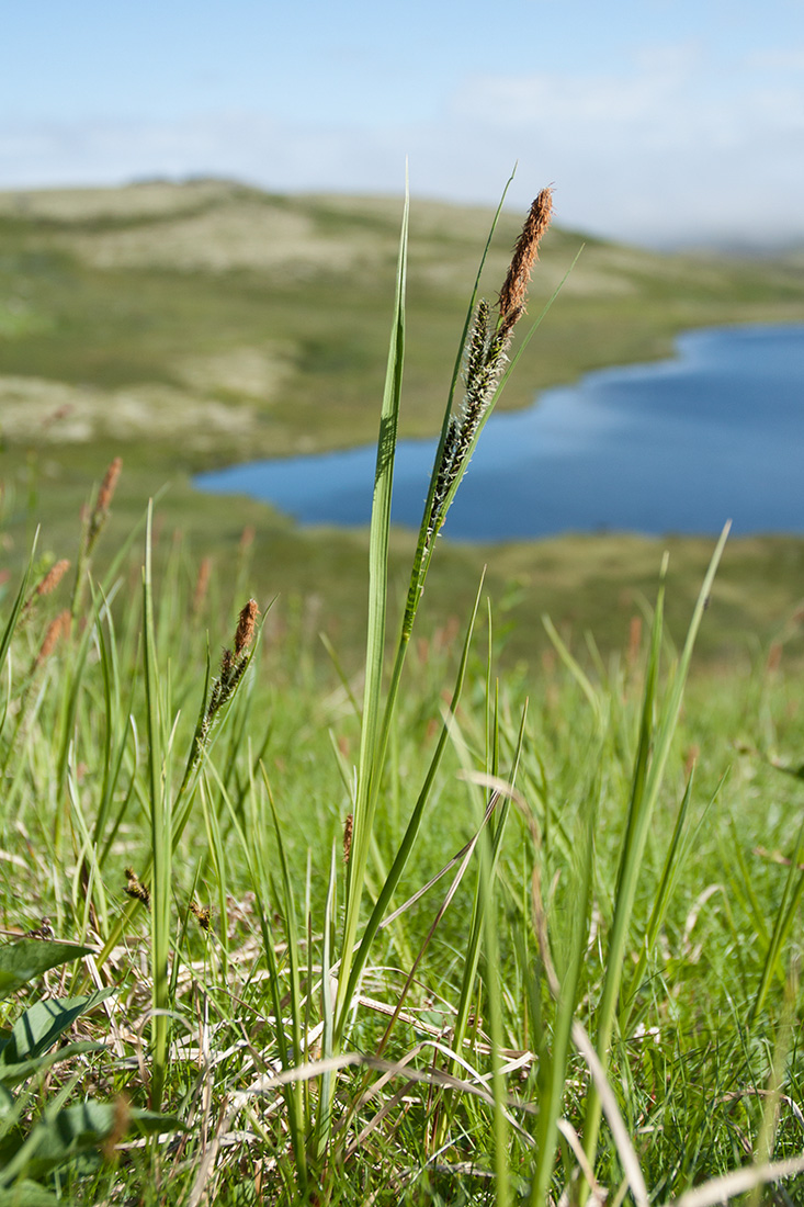 Изображение особи Carex aquatilis.