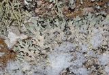 Parmelia sulcata. Часть таллома на стволе берёзы. Башкортостан, Белорецкий р-н, окр. дер. Отнурок, южная оконечность хребта Ялангас, обочина лесовозной дороги. 6 января 2018 г.