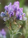 Oxytropis kungurensis