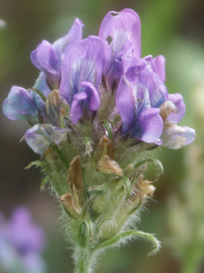 Изображение особи Oxytropis kungurensis.