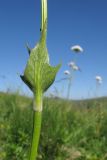 Valeriana alpestris