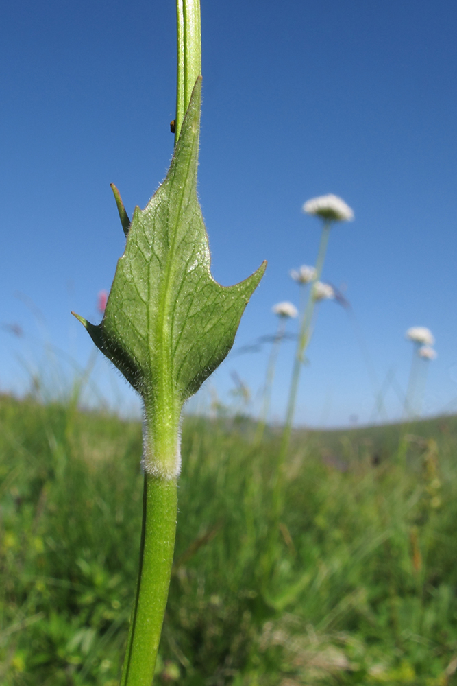 Изображение особи Valeriana alpestris.