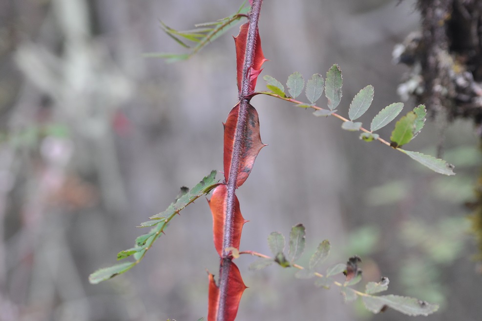 Image of Rosa omeiensis f. pteracantha specimen.