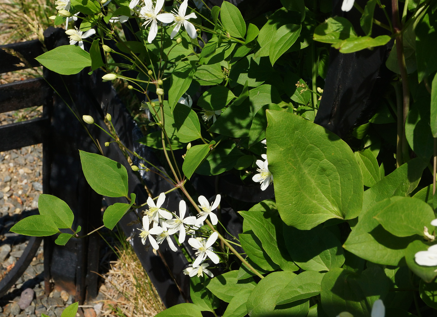 Изображение особи Clematis mandshurica.