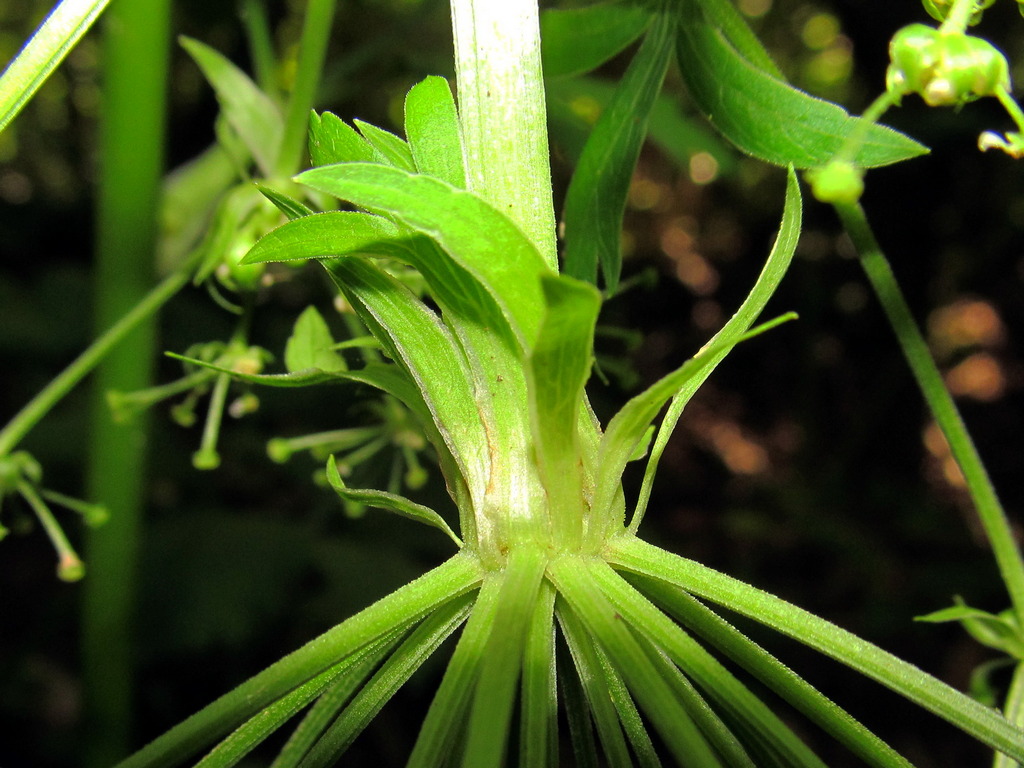 Изображение особи Pleurospermum austriacum.