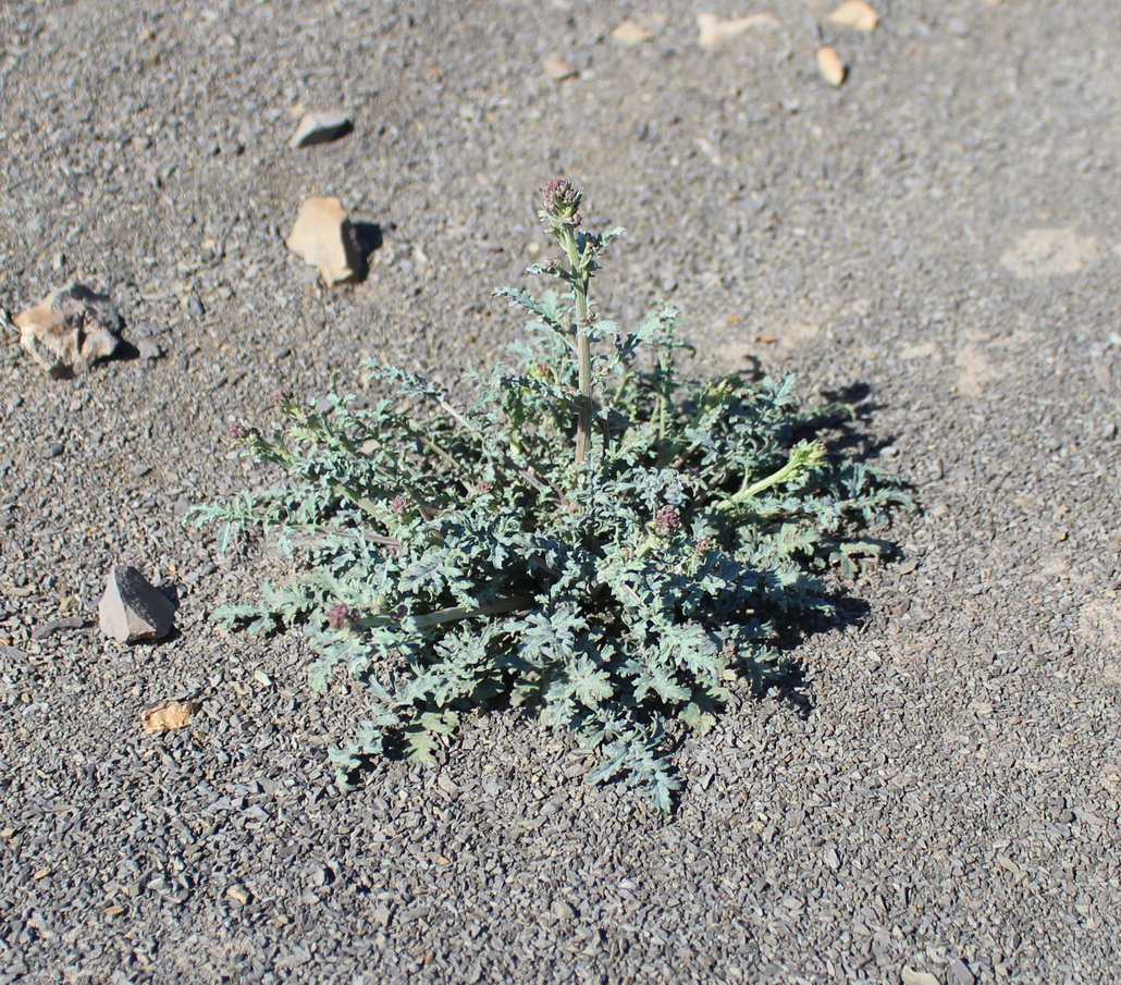 Изображение особи Scrophularia rosulata.