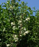 род Philadelphus