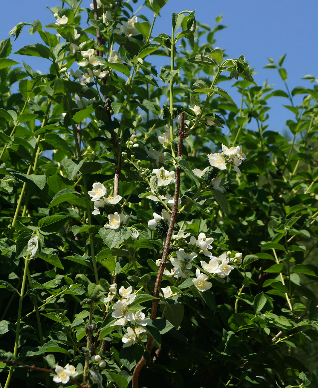 Изображение особи род Philadelphus.