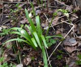 Leucojum vernum