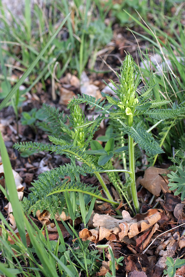 Изображение особи Pedicularis sibthorpii.