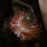 Kleinia stapeliiformis. Соцветие. Израиль, Шарон, г. Тель-Авив, ботанический сад университета, в культуре. 23.04.2018.