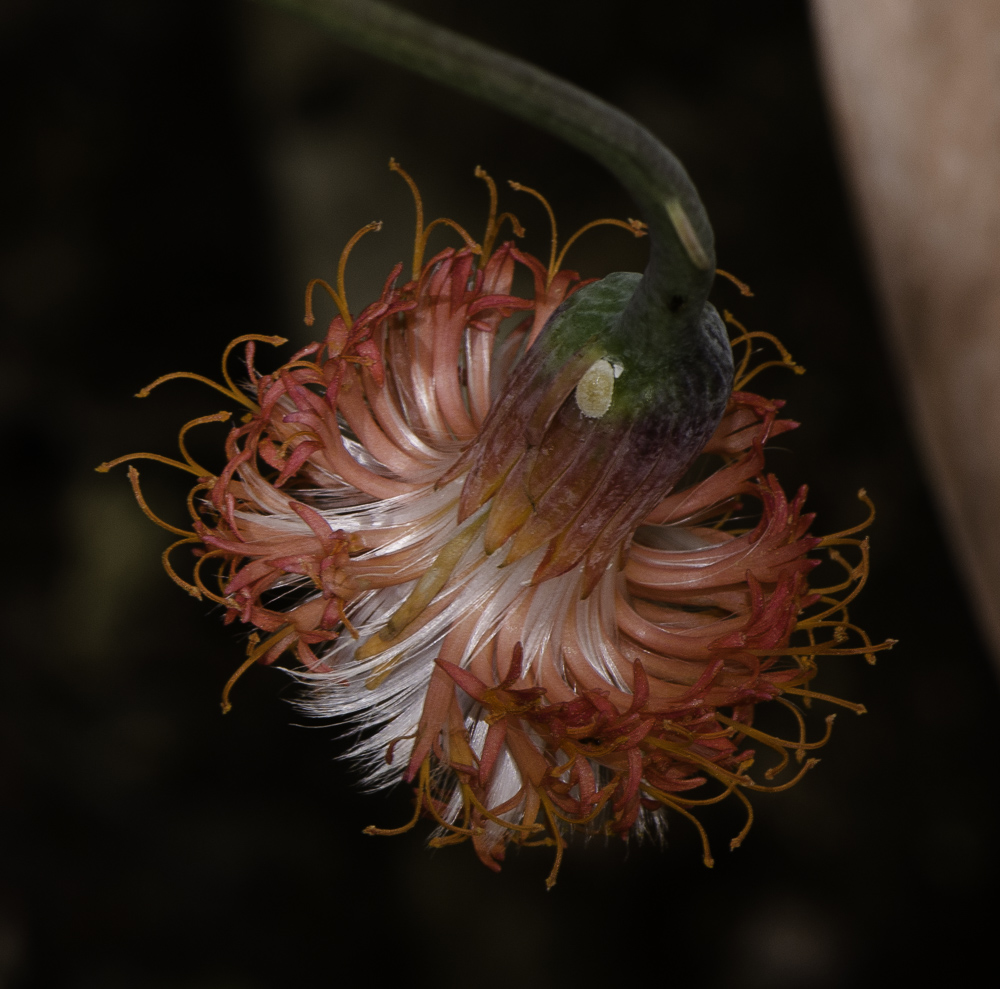 Image of Kleinia stapeliiformis specimen.