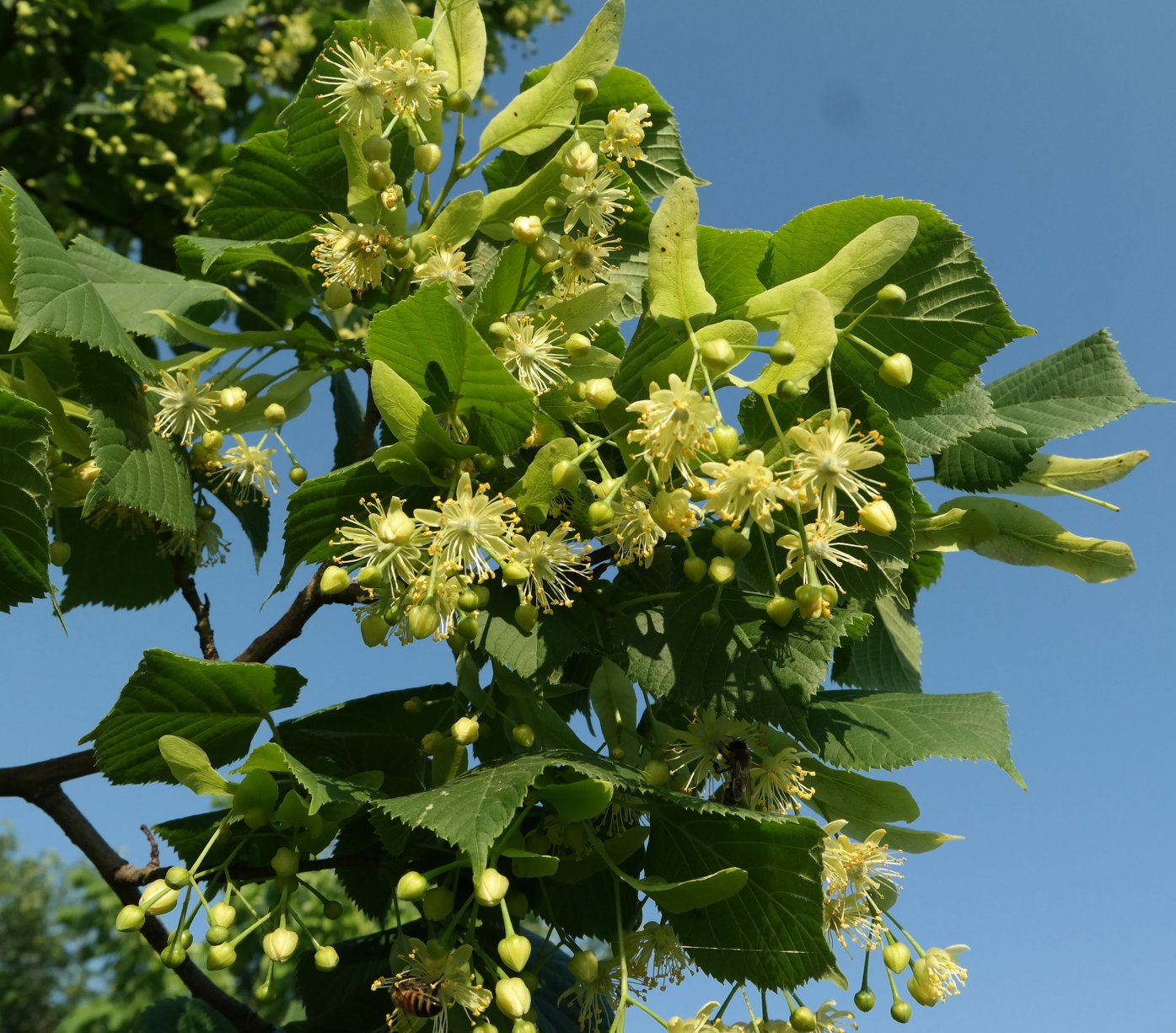 Image of genus Tilia specimen.