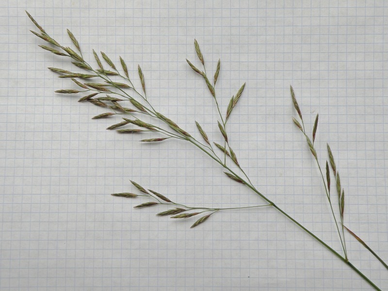 Image of Festuca regeliana specimen.