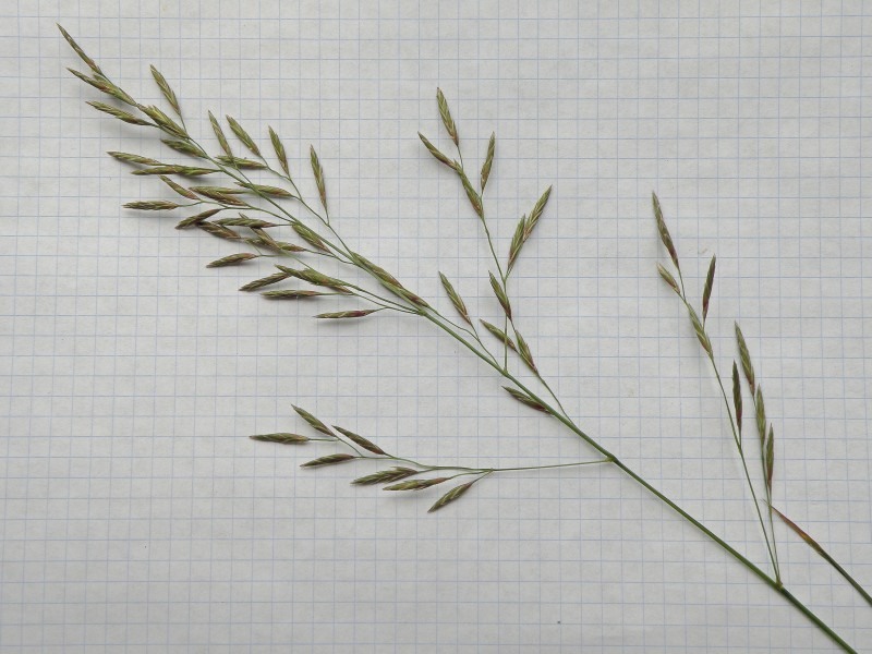 Изображение особи Festuca regeliana.