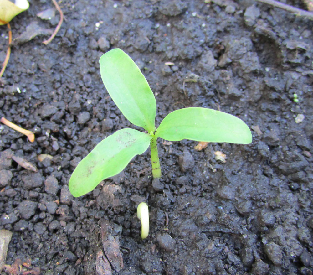 Image of Magnolia sieboldii specimen.