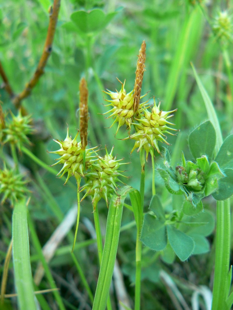 Изображение особи Carex flava.