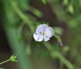 Veronica peduncularis