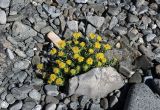 Rhodiola rosea. Цветущее растение. Мурманская обл., п-ов Рыбачий, побережье Большой Волоковой губы, супралитораль. 29.06.2018.