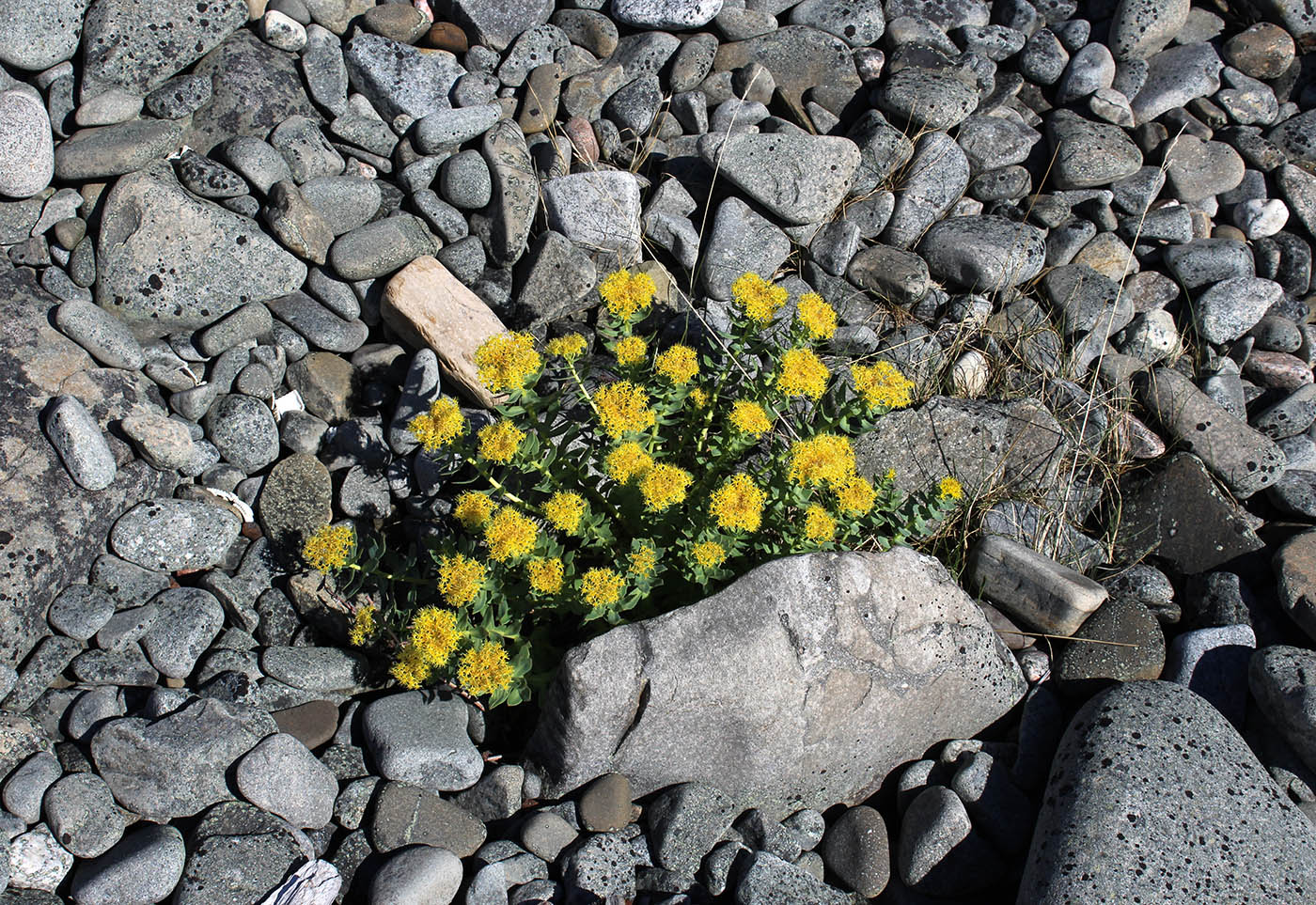 Image of Rhodiola rosea specimen.